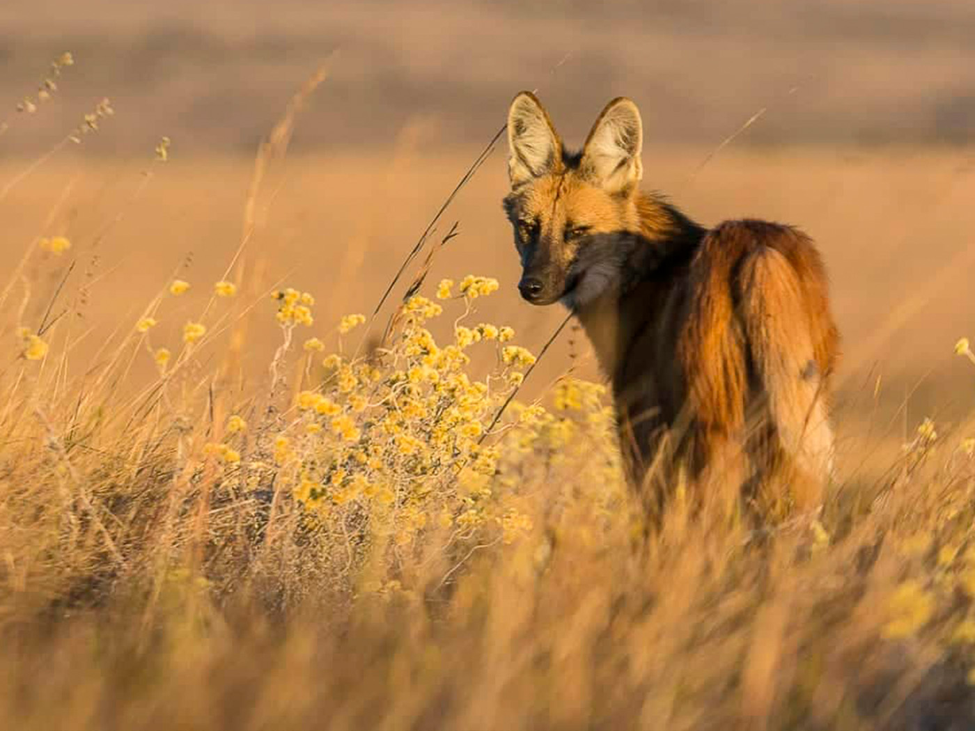 cerrado Lobo-guará em seu habitat natural, cercado por vegetação de campo e flores amarelas