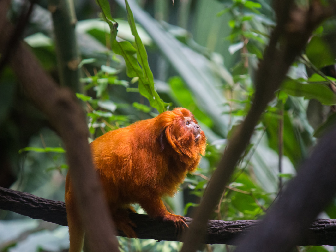 mata Mico-leão-dourado em um galho de árvore no meio da floresta tropical