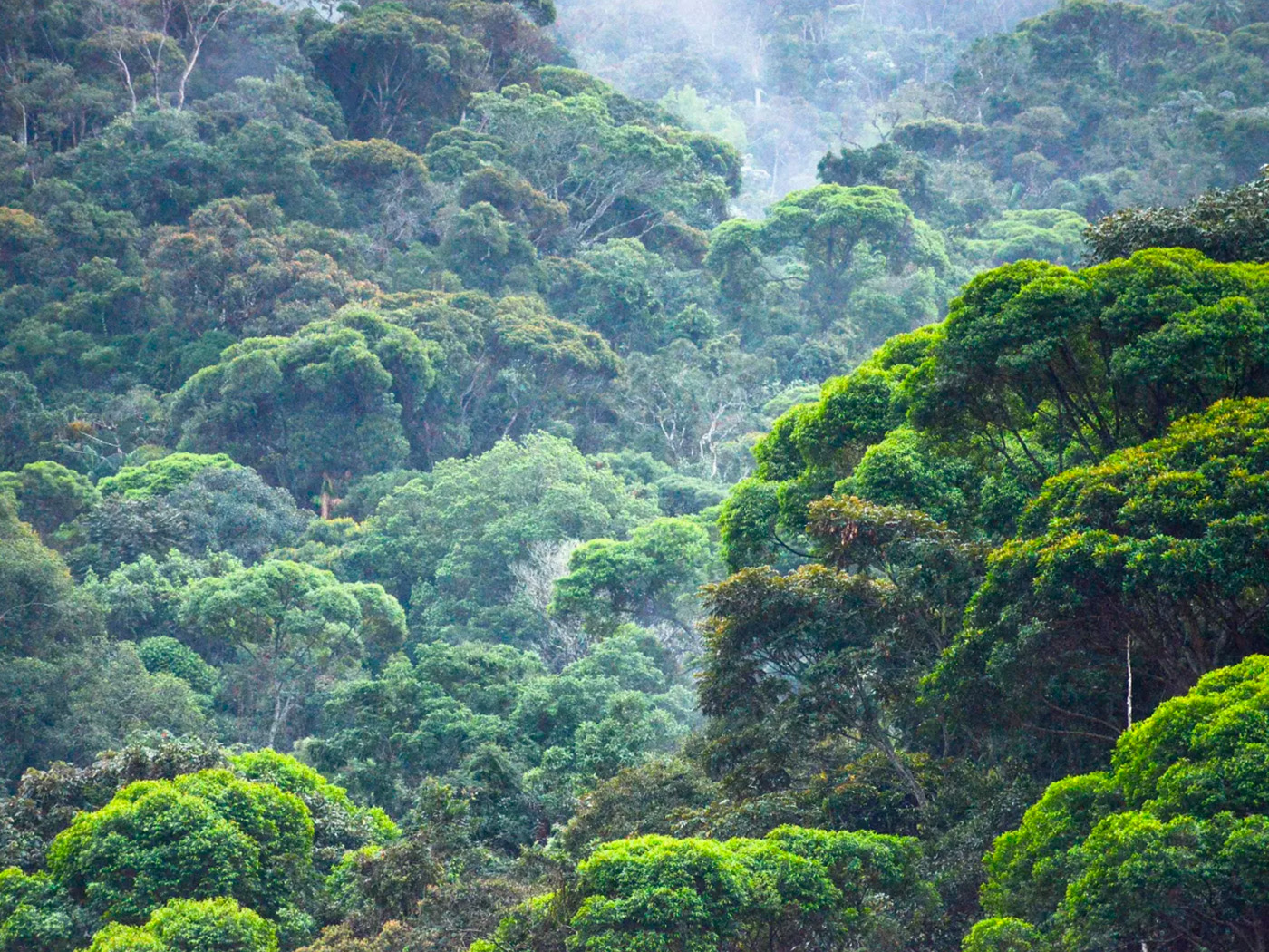 mata-atlantica Vista aérea de uma floresta tropical com árvores densas e verdejantes