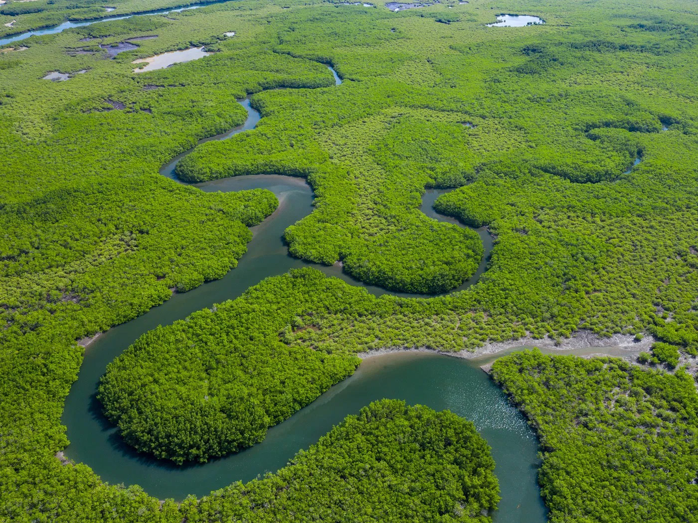 rio-amazonas Vista aérea de um manguezal com rios sinuosos cercados por vegetação verde exuberante
